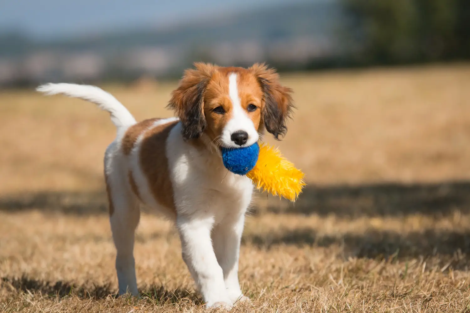 Zakup szczeniaka rasy Dutch Kooikerhondje oznacza wzięcie na siebie odpowiedzialności! Kup holenderskie szczenięta Kooikerhondje.