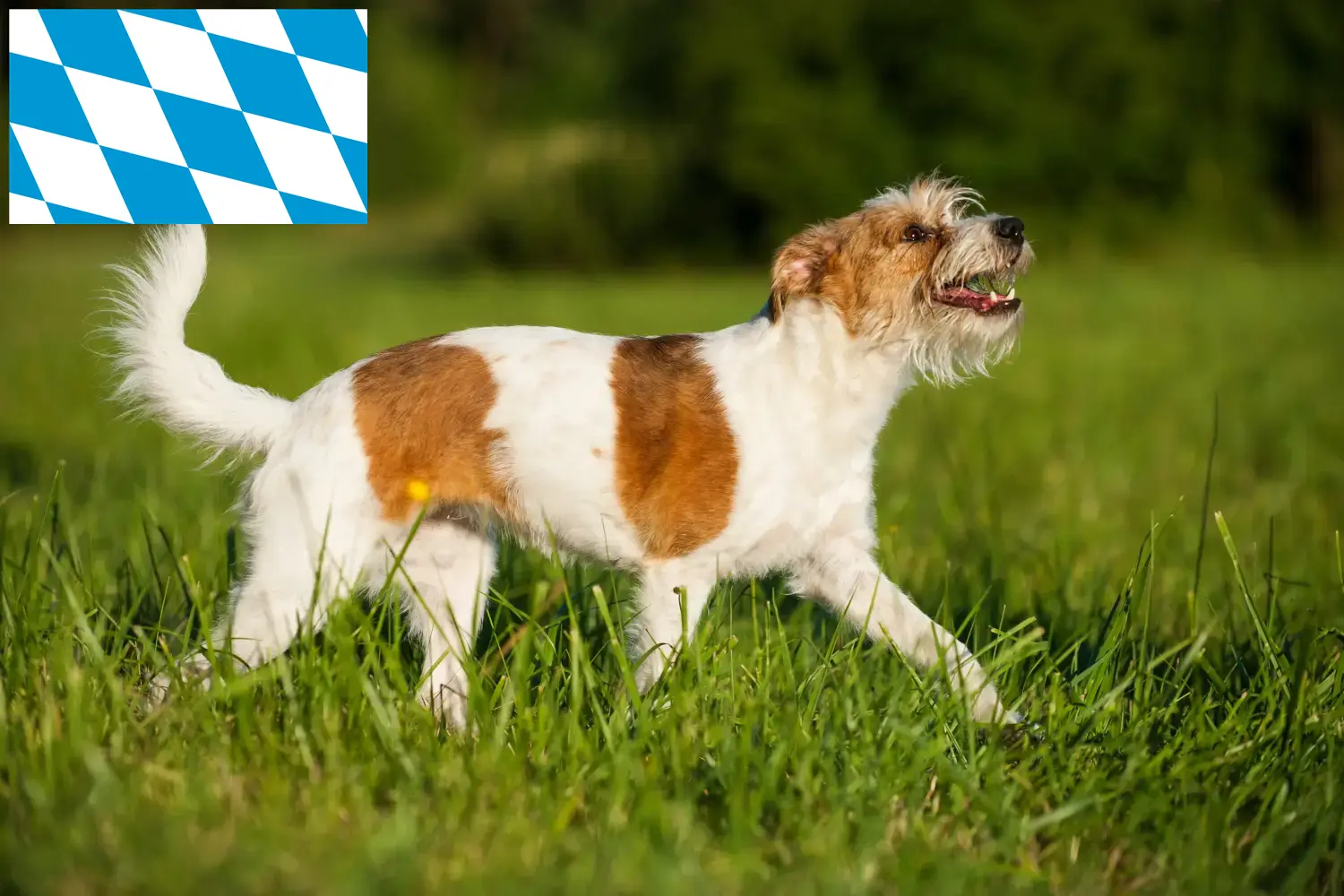 Read more about the article Kromfohrländer hodowcy i szczenięta w Bawaria