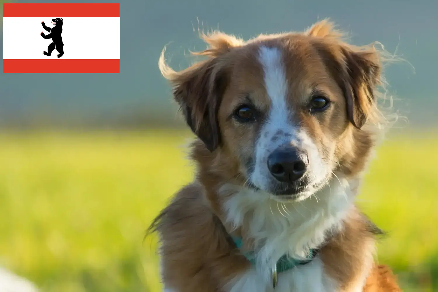 Read more about the article Kromfohrländer hodowcy i szczenięta w Berlin