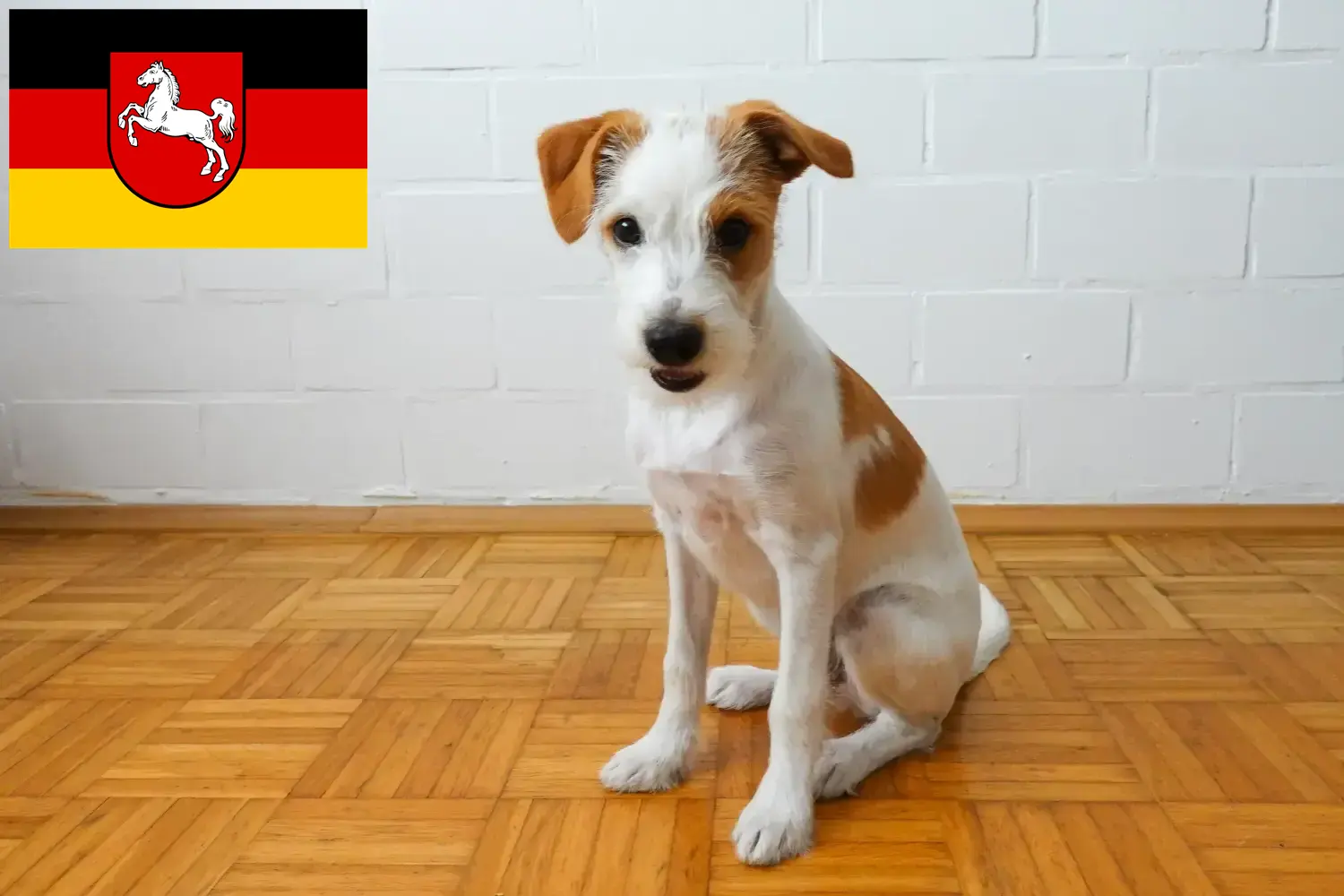 Read more about the article Kromfohrländer hodowcy i szczenięta w Dolna Saksonia