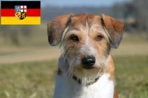 Read more about the article Kromfohrländer hodowcy i szczenięta w Kraj Saary