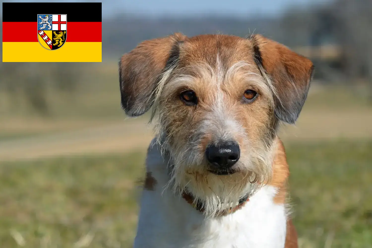 Read more about the article Kromfohrländer hodowcy i szczenięta w Kraj Saary