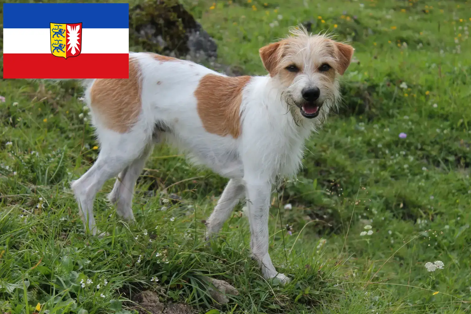 Read more about the article Kromfohrländer hodowcy i szczenięta w Szlezwik-Holsztyn