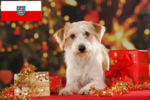 Read more about the article Kromfohrländer hodowcy i szczenięta w Turyngia