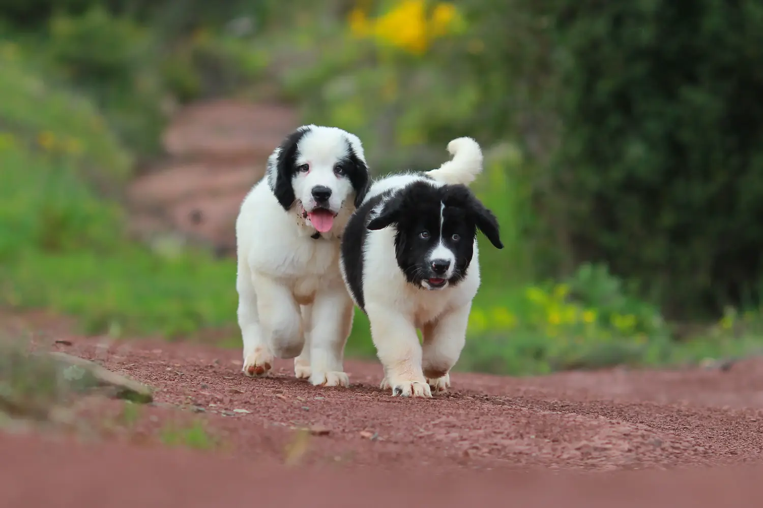 Kupno szczeniaka rasy Landseer oznacza wzięcie na siebie odpowiedzialności! Kup szczenięta rasy Landseer.