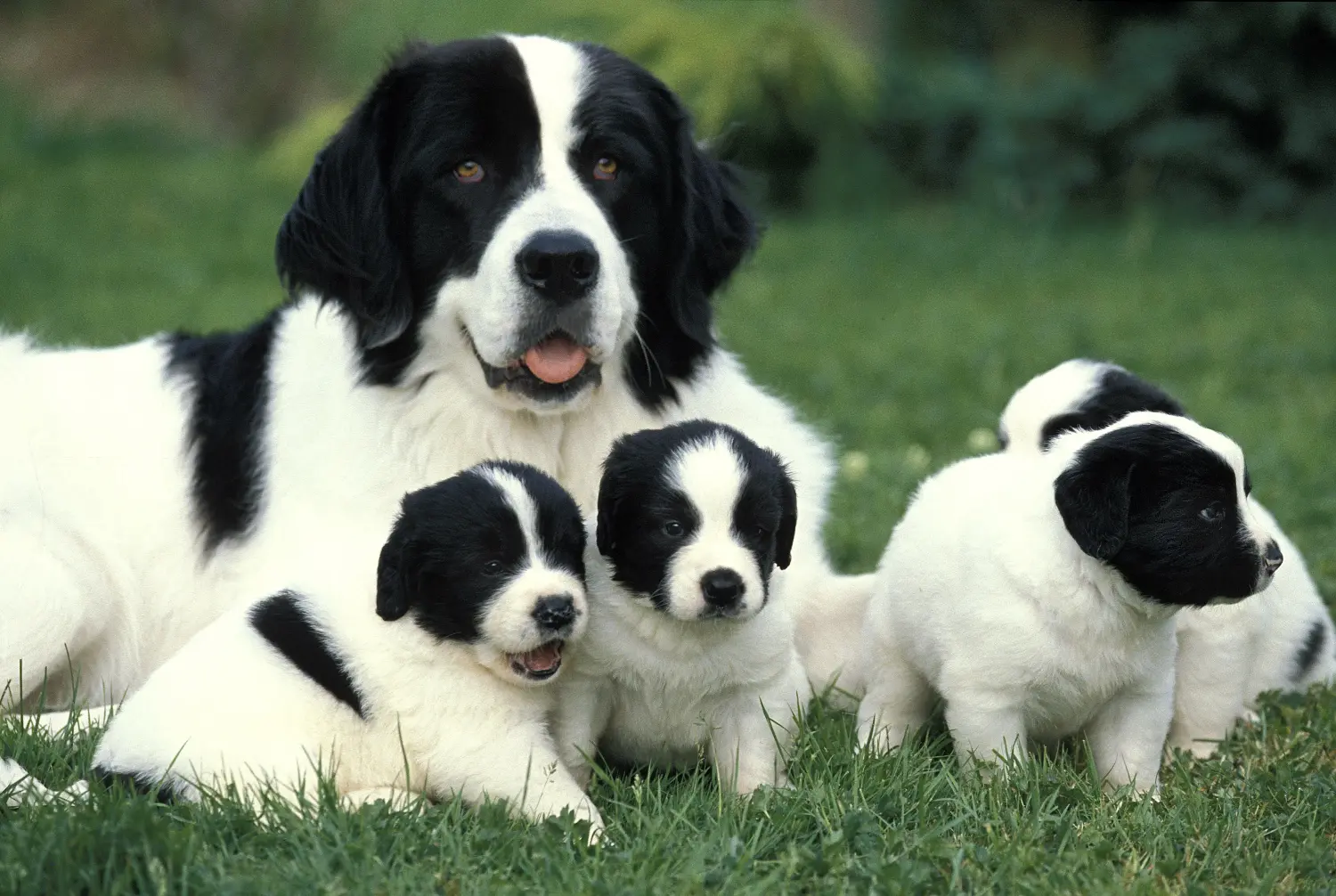 Kupno szczeniaka rasy Landseer oznacza wzięcie na siebie odpowiedzialności! Kup szczenięta rasy Landseer.
