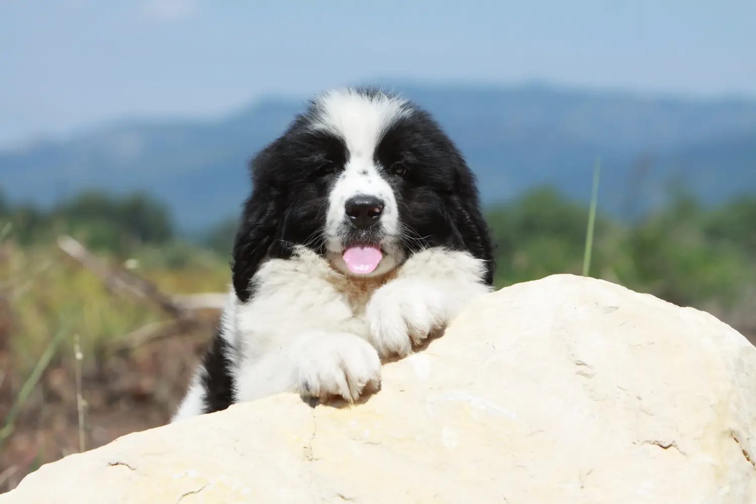 Kupno szczeniaka rasy Landseer oznacza wzięcie na siebie odpowiedzialności! Kup szczenięta rasy Landseer.