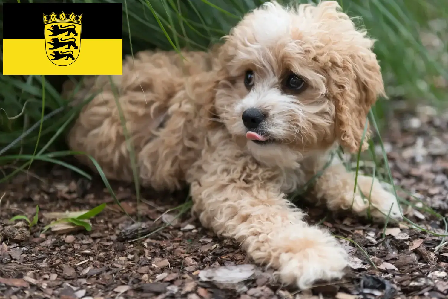 Maltipoo szczenięta i hodowcy Badenia-Wirtembergia Tutaj znajdziesz hodowców rasy Maltipoo w Badenia-Wirtembergia.