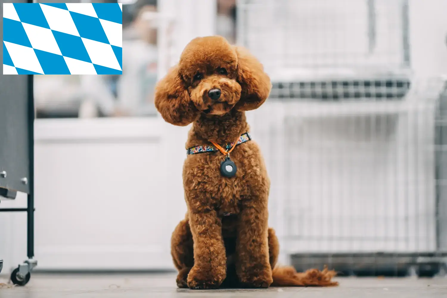 Maltipoo szczenięta i hodowcy Bawaria Tutaj znajdziesz hodowców rasy Maltipoos w Bawaria.