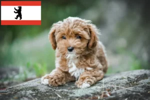 Read more about the article Maltipoo hodowcy i szczenięta w Berlin