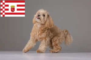 Read more about the article Maltipoo hodowcy i szczenięta w Brema
