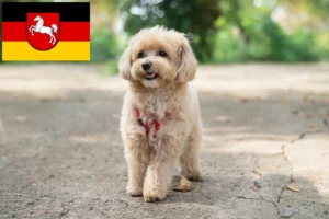 Read more about the article Hodowcy i szczenięta Maltipoo w Dolna Saksonia
