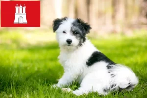 Read more about the article Maltipoo hodowcy i szczenięta w Hamburg