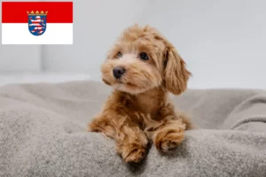 Read more about the article Maltipoo hodowcy i szczenięta w Hesja