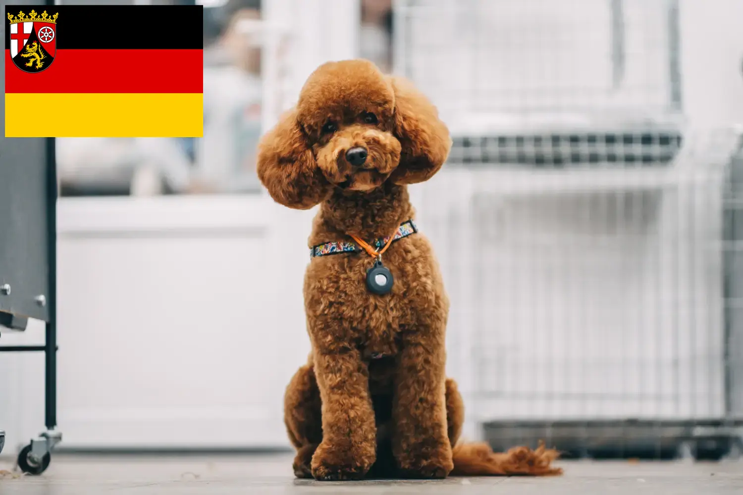 Maltipoo szczenięta i hodowcy Nadrenia-Palatynat Tutaj znajdziesz hodowców rasy Maltipoo w Nadrenia-Palatynat.