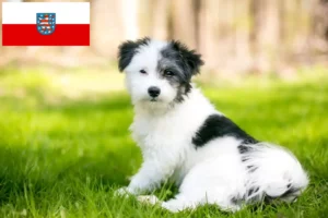 Read more about the article Maltipoo hodowcy i szczenięta w Turyngia