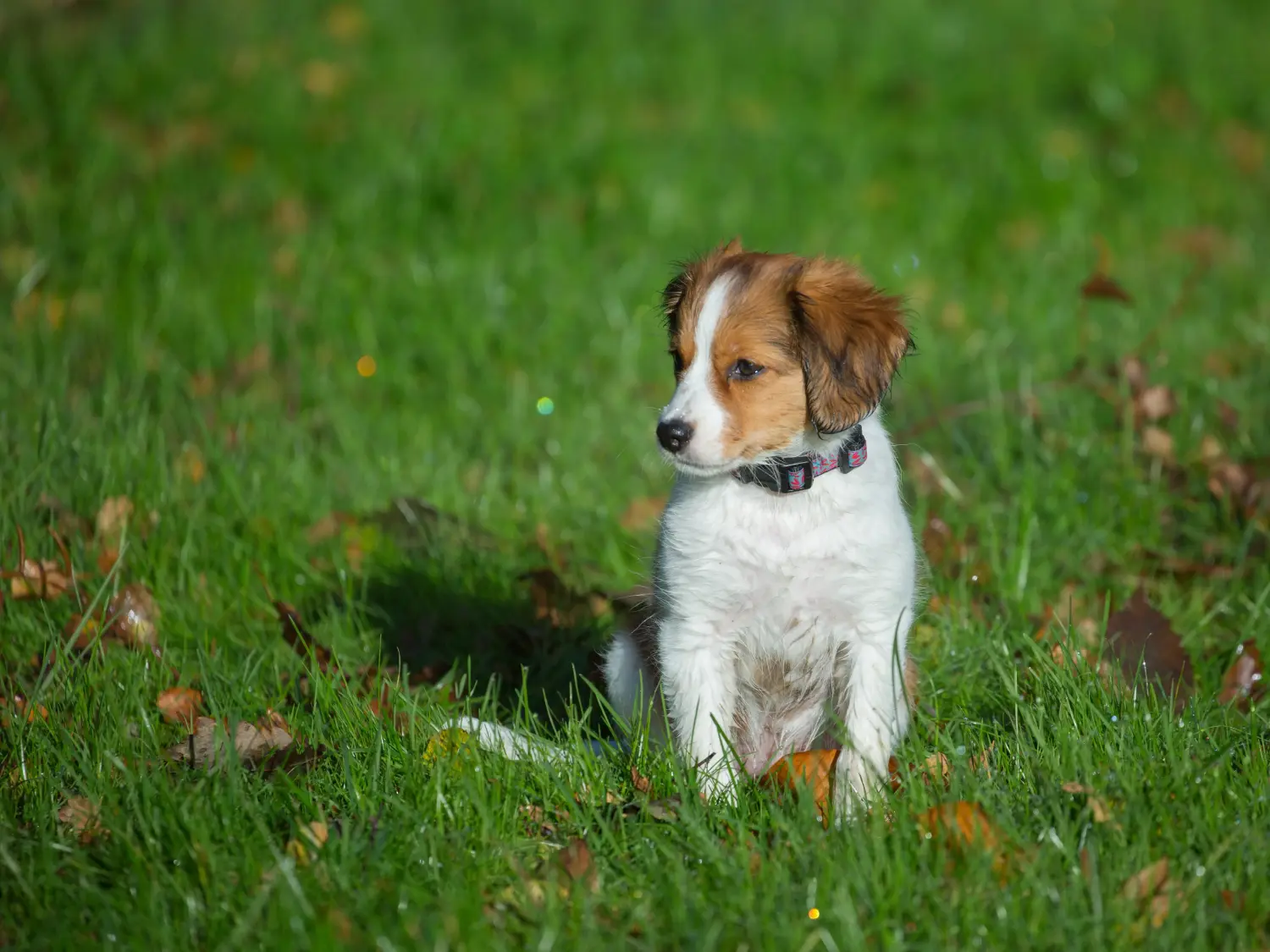Zakup szczeniaka rasy Dutch Kooikerhondje oznacza wzięcie na siebie odpowiedzialności! Kup holenderskie szczenięta Kooikerhondje.