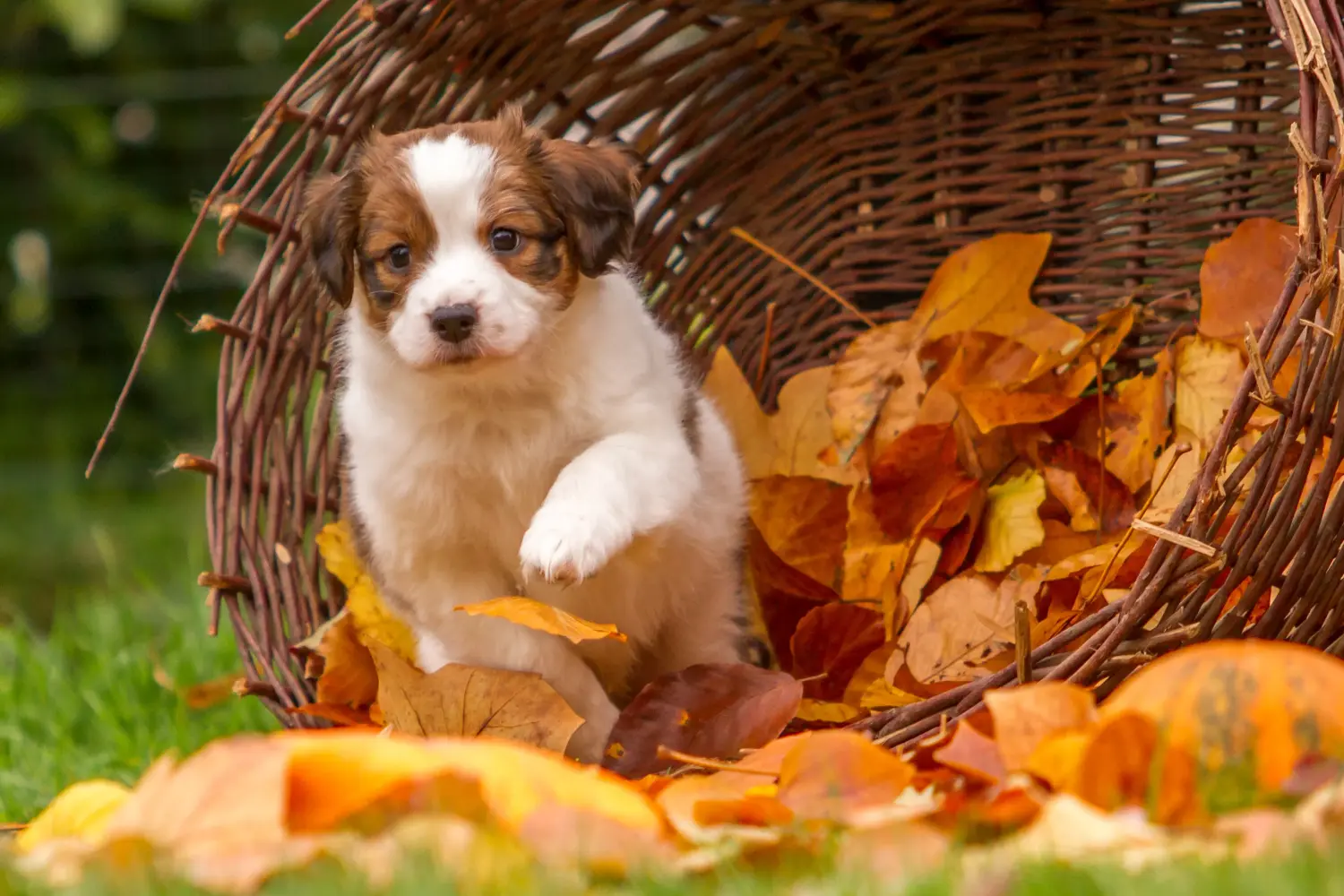 Zakup szczeniaka rasy Dutch Kooikerhondje oznacza wzięcie na siebie odpowiedzialności! Kup holenderskie szczenięta Kooikerhondje.