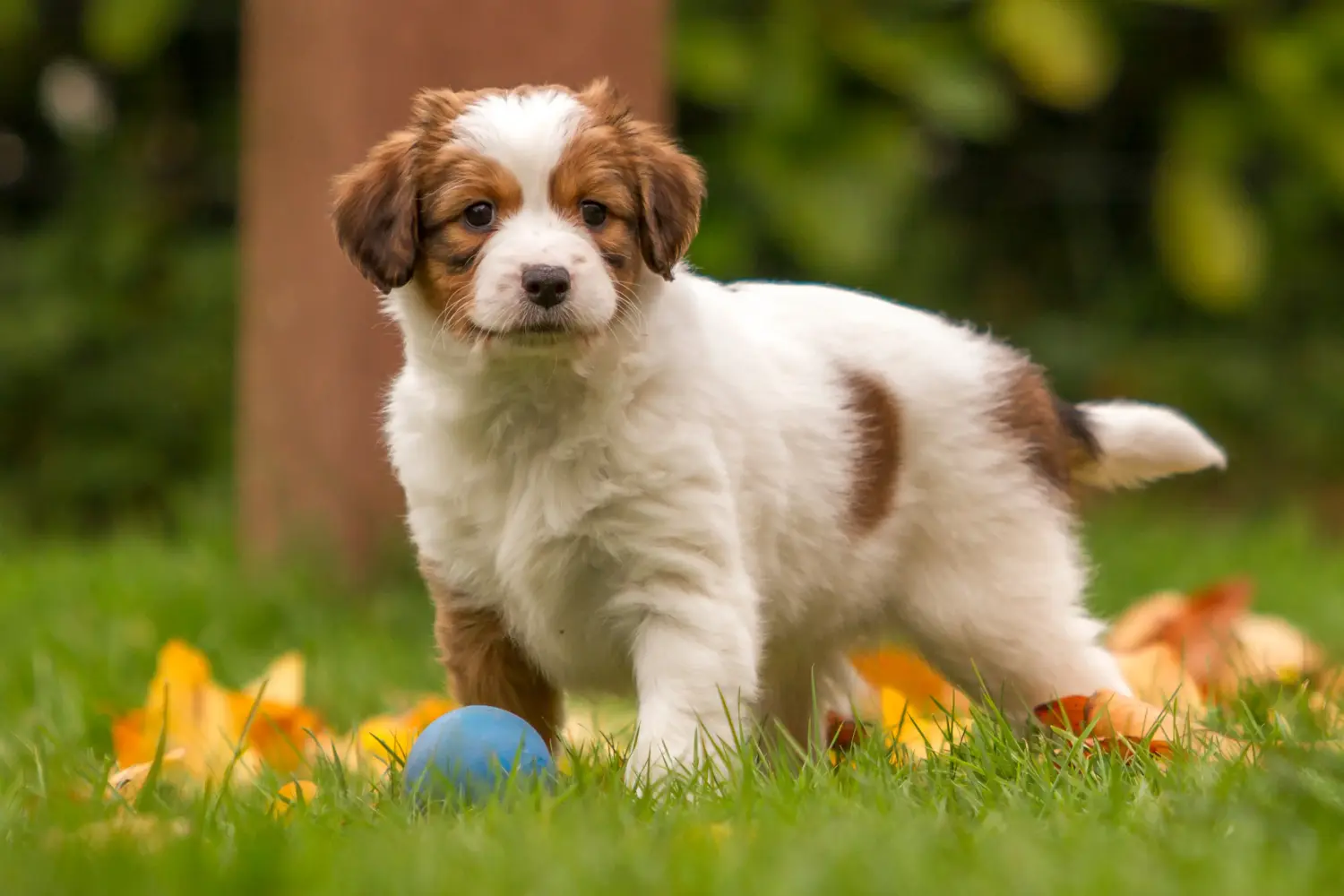 Zakup szczeniaka rasy Dutch Kooikerhondje oznacza wzięcie na siebie odpowiedzialności! Kup holenderskie szczenięta Kooikerhondje.
