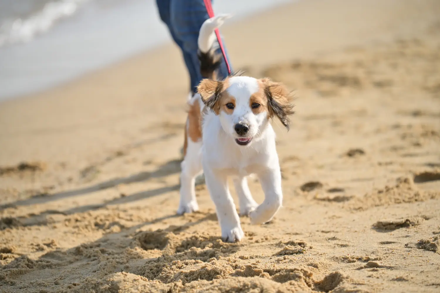 Zakup szczeniaka rasy Dutch Kooikerhondje oznacza wzięcie na siebie odpowiedzialności! Kup holenderskie szczenięta Kooikerhondje.