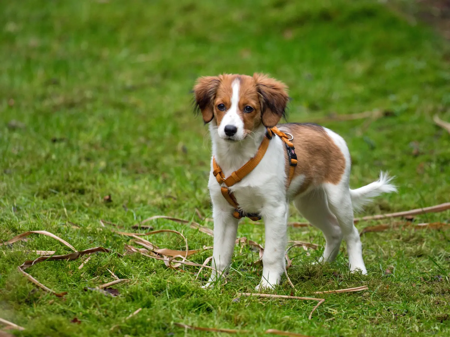 Zakup szczeniaka rasy Dutch Kooikerhondje oznacza wzięcie na siebie odpowiedzialności! Kup holenderskie szczenięta Kooikerhondje.