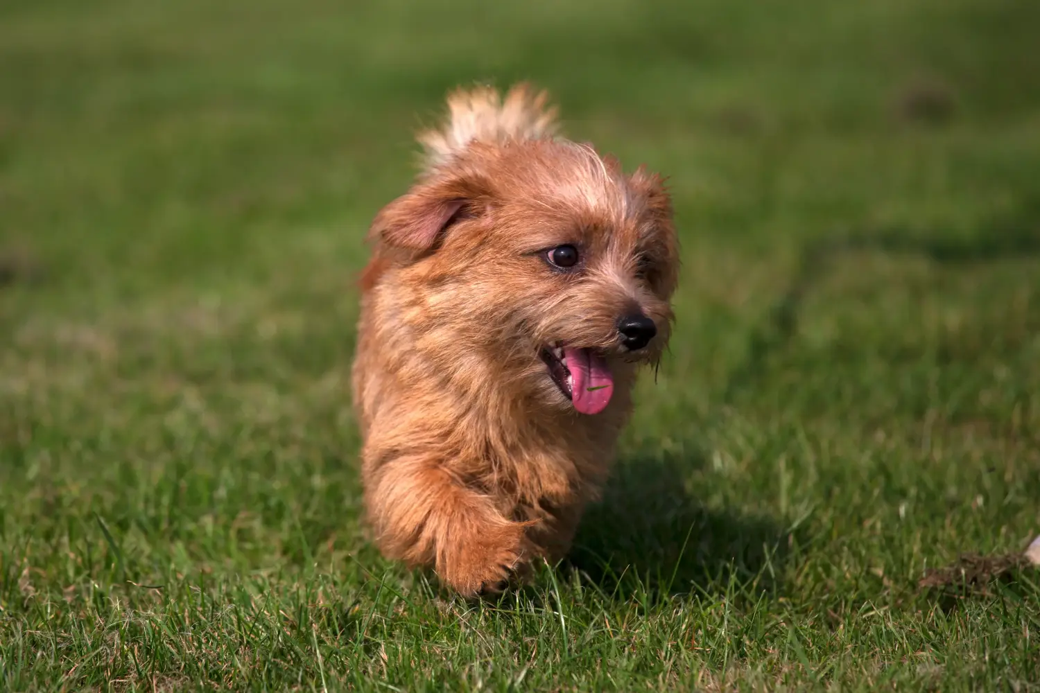 Kupno szczeniaka Norfolk Terriera oznacza wzięcie na siebie odpowiedzialności! Kup szczenięta Norfolk Terrier.