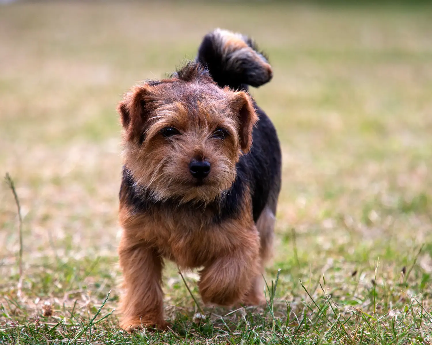 Kupno szczeniaka Norfolk Terriera oznacza wzięcie na siebie odpowiedzialności! Kup szczenięta Norfolk Terrier.