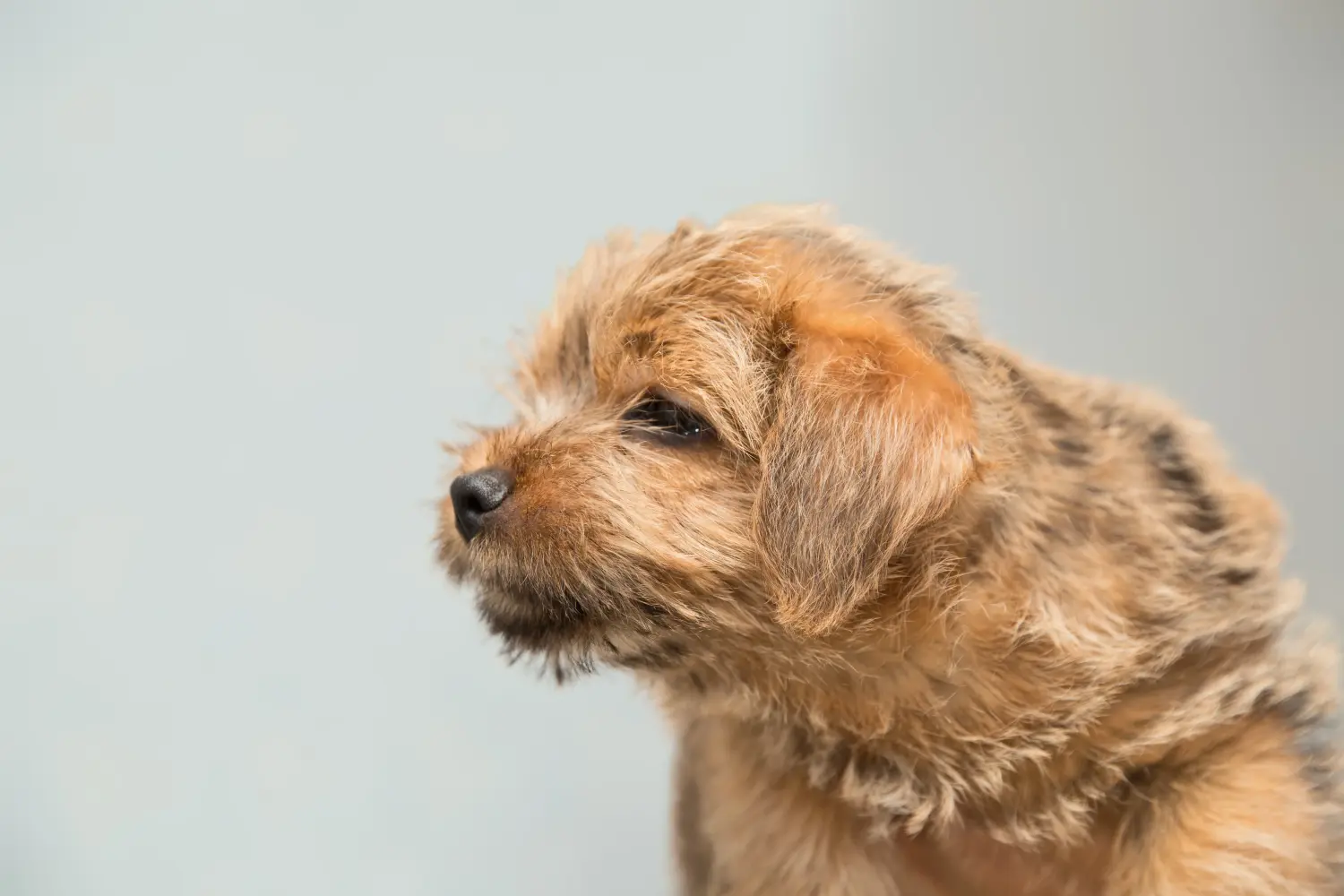 Kupno szczeniaka Norfolk Terriera oznacza wzięcie na siebie odpowiedzialności! Kup szczenięta Norfolk Terrier.