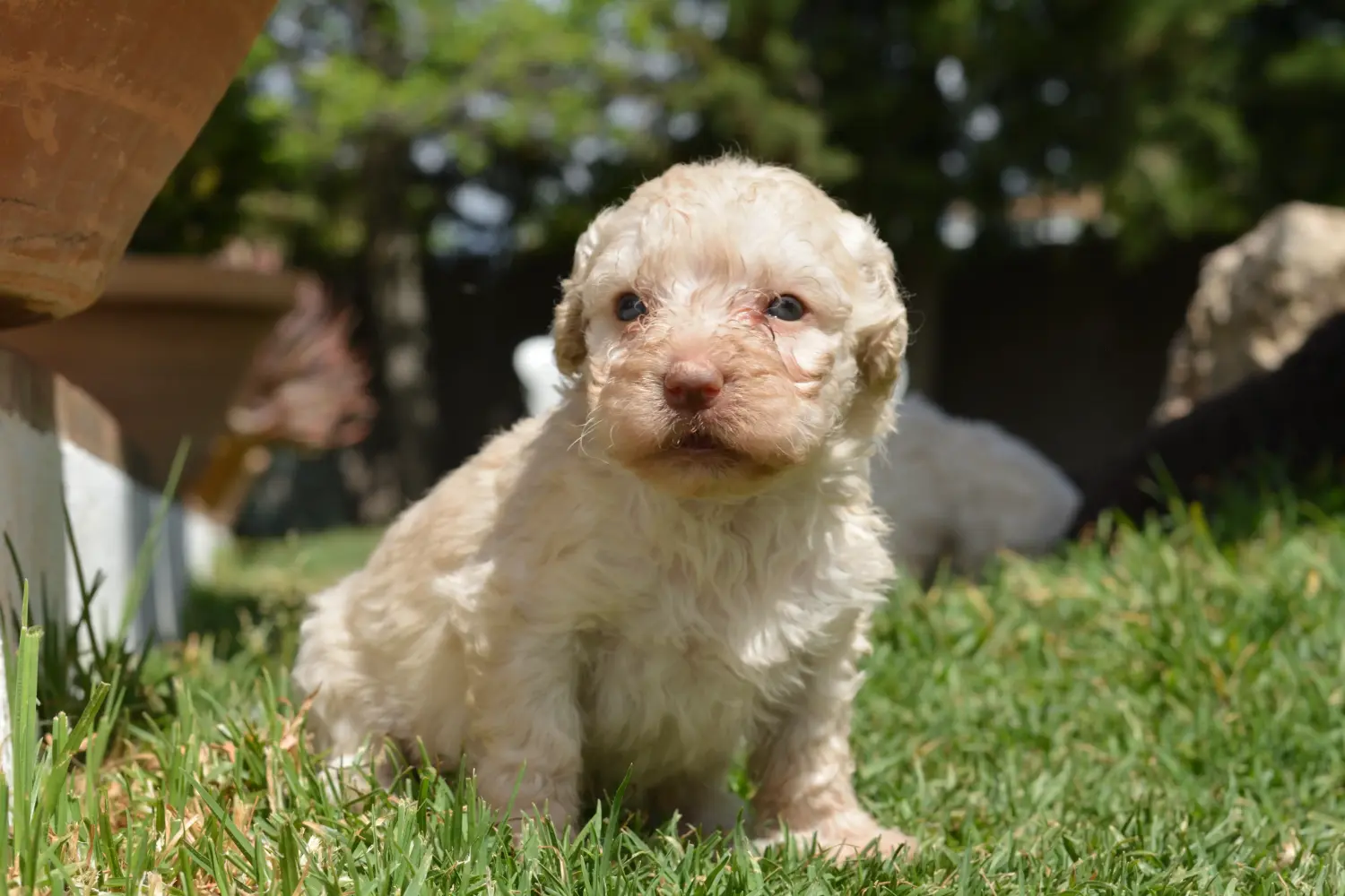 Kupno szczeniaka Perro de Agua Español oznacza wzięcie na siebie odpowiedzialności! Kup szczenięta Perro de Agua Español.