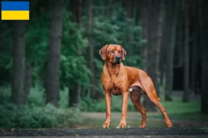 Read more about the article Rhodesian Ridgeback hodowcy i szczenięta w Ukraina