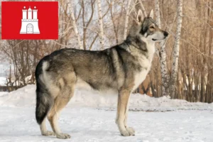 Read more about the article Hodowcy i szczenięta Saarloos Wolfhound w Hamburg