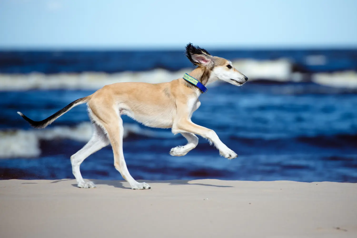 Kupno szczeniaka Saluki oznacza wzięcie na siebie odpowiedzialności! Kup szczenięta Saluki.