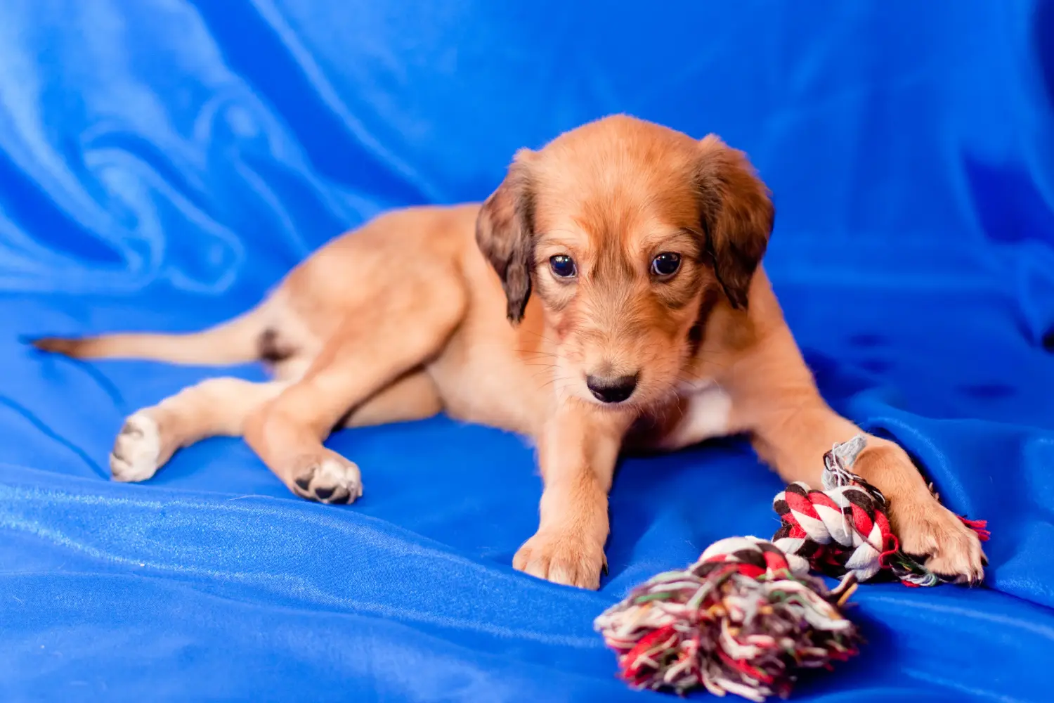 Kupno szczeniaka Saluki oznacza wzięcie na siebie odpowiedzialności! Kup szczenięta Saluki.