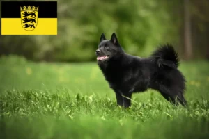 Read more about the article Hodowcy i szczenięta Schipperke w Badenia-Wirtembergia