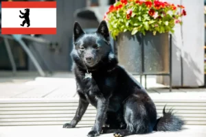 Read more about the article Hodowcy i szczenięta Schipperke w Berlinie