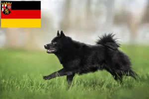 Read more about the article Hodowcy i szczenięta Schipperke w Nadrenia-Palatynat