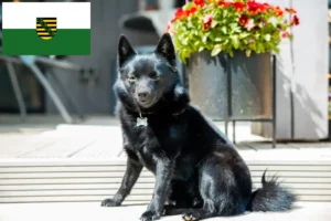 Read more about the article Hodowcy i szczenięta Schipperke w Saksonia