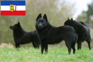 Read more about the article Hodowcy i szczenięta Schipperke w Szlezwik-Holsztyn