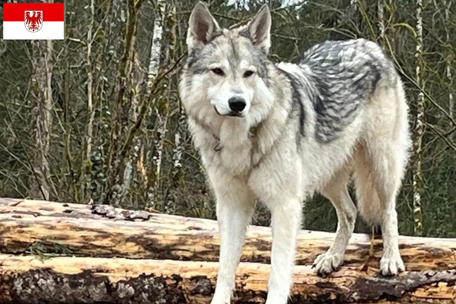 Sylvan pies do towarzystwa szczenięta i hodowcy Brandenburg Tutaj można znaleźć hodowców psów towarzyszących rasy Sylvan w Brandenburgia.