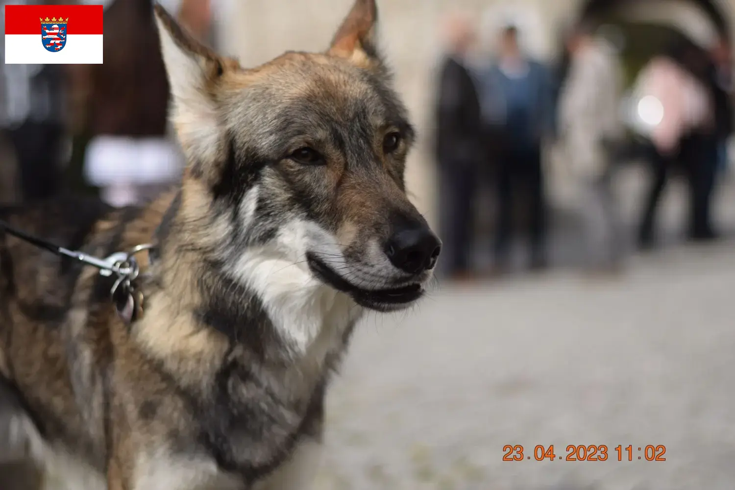 Sylvan pies do towarzystwa szczenięta i hodowcy Hesja Tutaj znajdą Państwo hodowców Sylvan Companion Dog w Hesji.