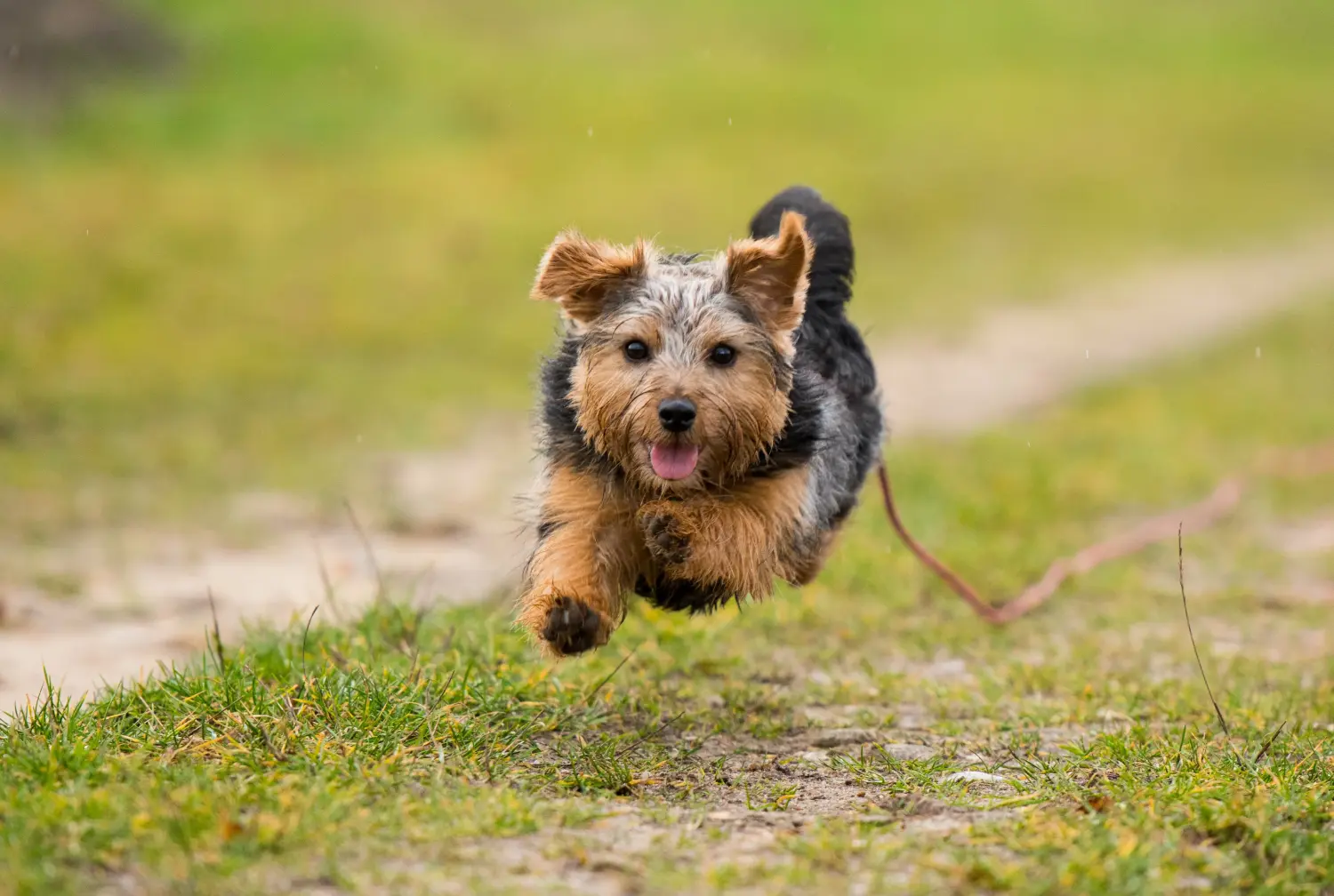 Kupno szczeniaka Norfolk Terriera oznacza wzięcie na siebie odpowiedzialności! Kup szczenięta Norfolk Terrier.