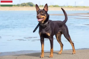 Read more about the article Hodowcy i szczenięta Australian Kelpie w Węgry