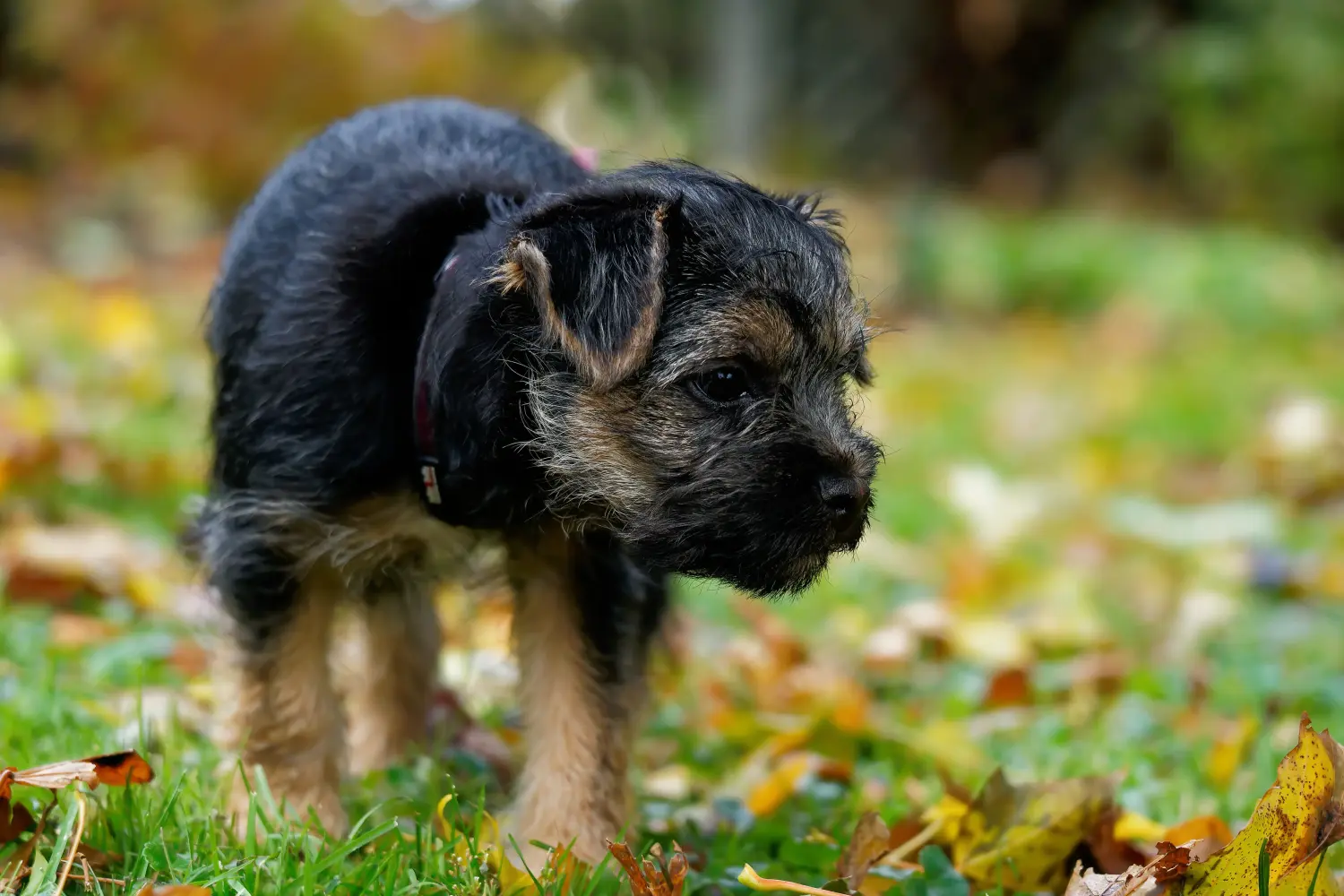 Kupno szczeniaka Border Terriera oznacza wzięcie na siebie odpowiedzialności! Kup szczenięta rasy Border Terrier.