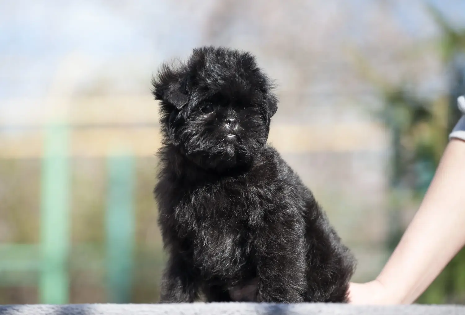 Kupno szczeniaka rasy affenpinczer oznacza wzięcie na siebie odpowiedzialności! Kup szczenięta rasy affenpinscher.