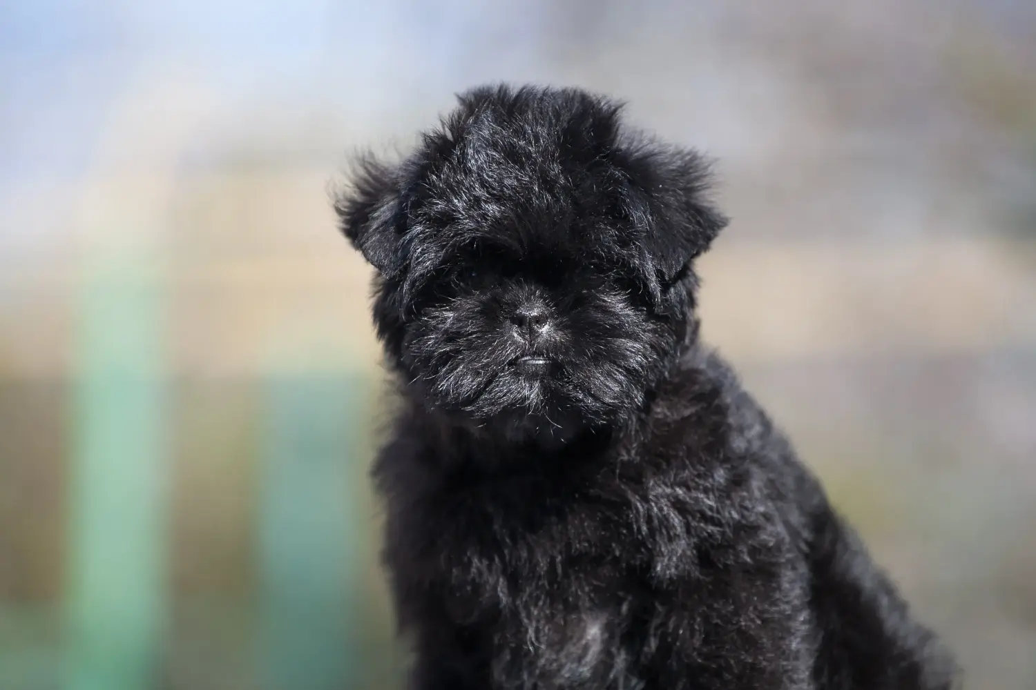 Kupno szczeniaka rasy affenpinczer oznacza wzięcie na siebie odpowiedzialności! Kup szczenięta rasy affenpinscher.