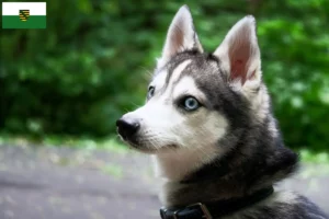 Read more about the article Alaskan Klee Kai hodowca i szczenięta w Saksonia