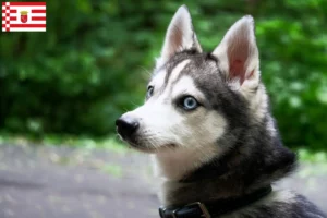 Read more about the article Alaskan Klee Kai hodowca i szczenięta w Brema