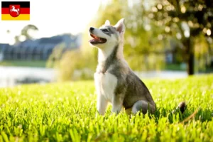 Read more about the article Alaskan Klee Kai hodowca i szczenięta w Dolna Saksonia