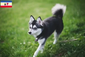 Read more about the article Alaskan Klee Kai hodowcy i szczenięta w Meklemburgia-Pomorze Przednie