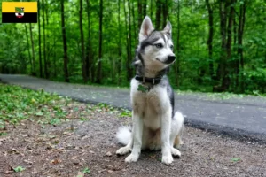 Read more about the article Alaskan Klee Kai hodowcy i szczenięta w Saksonia-Anhalt